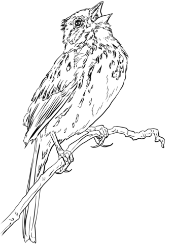 Song Sparrow Coloring Page